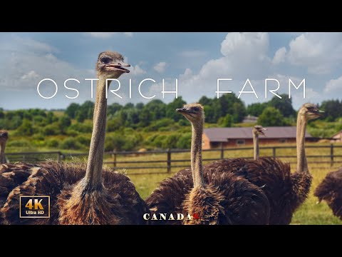 Страусиная ферма | Черные куры | Канада | Amazing Ostrich Farm | Ontario | Adventure #страусы