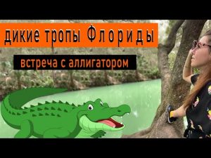 Дикие парки во Флориде / встреча с аллигатором